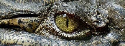 Krokodýlí oko Foto: Angelo_Giordano pixabay