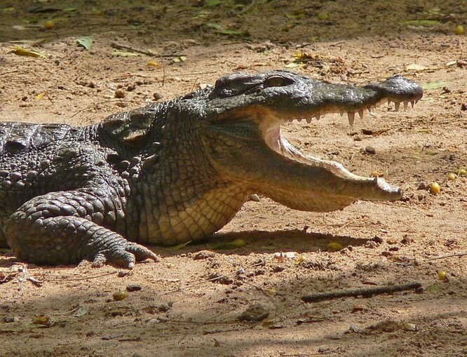 Krokodýlí smysly jsou neuvěřitelně vyspělé. Mají velmi dobrý zrak. Jejich hmat patří k nejlepším v živočišné říši.