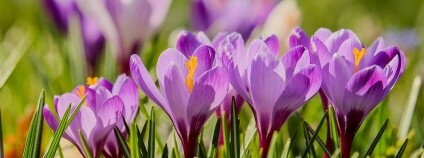 Krokusy Foto: Couleur Pixabay