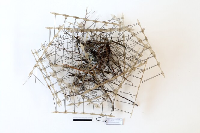 Vraní hnízdo z protiptačích bodců.