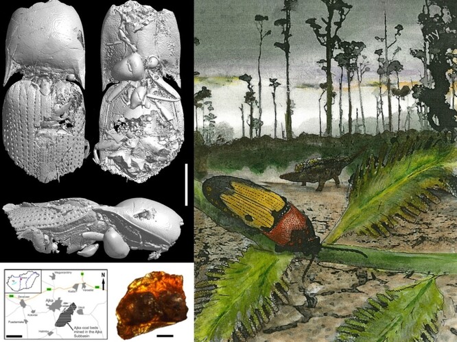 Mikro-CT model a umělecká rekonstrukce kovaříka Ajkaelater merkli z maďarského druhohorního jantaru.