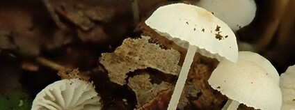 Špička Cimrmanova Foto: Moravské zemské muzeum