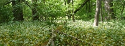 Lužní les Předevsí Foto: ČSOP