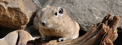 Gundi saharský Foto: Quartl Wikimeda Commons