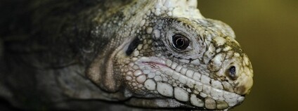 Leguán mangrovový Foto: Brian Gratwicke Flickr