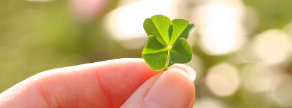 Čtyřlístek Foto: AKIS`s Palette / Shutterstock