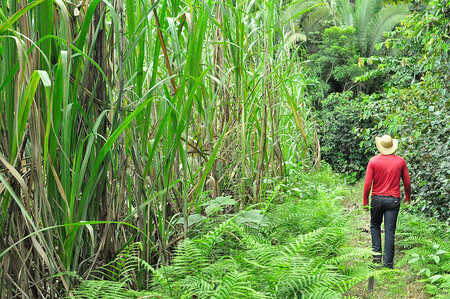 Zdálo by se, že fragmenty lesů, obstoupené ze všech stran obhospodařovanými plantážemi, budou znamenat rychlý a nekompromisní zánik života divokých zvířat. Minimálně na úrovni regionu Sao Paulo to ale tak úplně neplatí. Ilustrační foto třtinové plantáže.