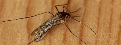 Komár kroužkovaný Foto: AfroBrazilian Wikimedia Commons