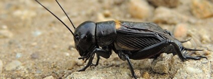 Cvrček polní Foto: xulescu_g Flickr