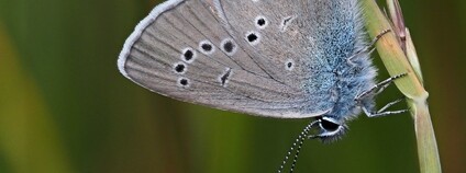 Modrásek lesní Foto: Frank Vassen Flickr