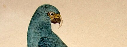 Ara Spixův, též ara škraboškový Obrázek: Johann Baptist von Spix