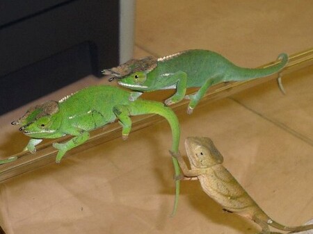 V nelegální zásilce byla mláďata i dospělí jedinci. Oborníci podle stavu a chování zvířat konstatovali, že to jsou zvířata odchycená v nedávné době ve volné přírodě