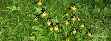 Foto: Unie botanických zahrad