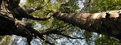 Soukromá lesní rezervace Ščúrnica Foto: ČSOP