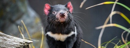 Foto: Petr Hamerník / Zoo Praha