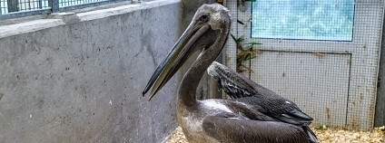 Foto: Petr Hamerník / Zoo Praha
