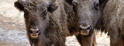 Foto: Petr Hamerník / Zoo Praha