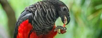 Foto: Petr Hamerník / Zoo Praha