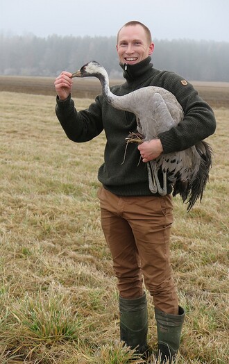 Zraněná nelétající samice jeřába popelavého.
