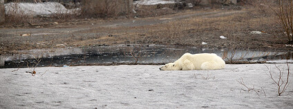 foto: Irina Yarinskaya / siberiantimes.com / twitter.com