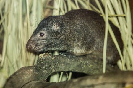 Daman pralesní, drobný savec příbuzný slonům není chován v žádné evropské a pravděpodobně ani světové zoo (mimo Afriku).