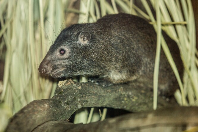 Daman pralesní v Zoo Ostrava