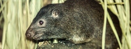 daman pralesní Foto: Pavel Vlček Zoo Ostrava