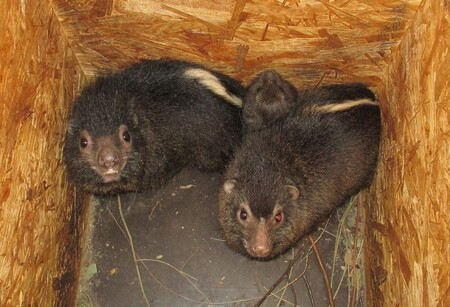 Řád damanů čítá pouze pět druhů. Vyskytují se v lesích západní Afriky. Pro jejich hlasitou komunikaci si vysloužili přezdívku 'duchové lesa'. Daman pralesní (na obrázku) zatím nepatří k ohroženým druhům, ale je vážná obava o jeho budoucnost kvůli rozsáhlému kácení lesů i rostoucímu lovu pro maso.
