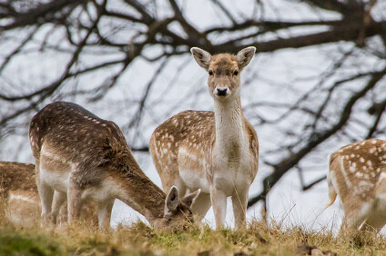 Přikrmování daňků, úpravy pozemku, kontrolu plotů, sušení sena a pěstování krmné řepy či mrkve budou mít na starosti vězni, kteří už v nedaleké ohradě pečují o sedm ovcí a tři kamerunské kozy