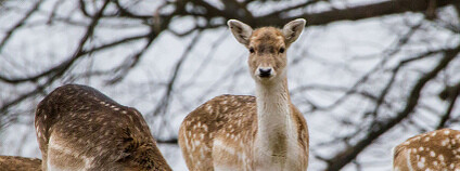 Daňci Foto: BiteYourBum.Com Photography / Flickr.com