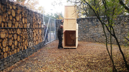 Vypouštění bílého daňka.