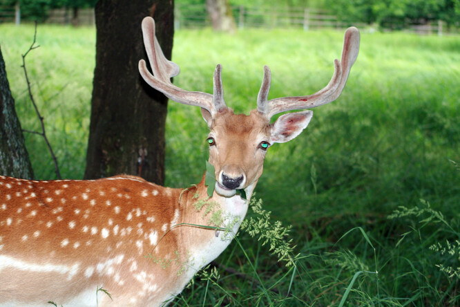 Pasoucí se daněk. Ilustrační snímek.