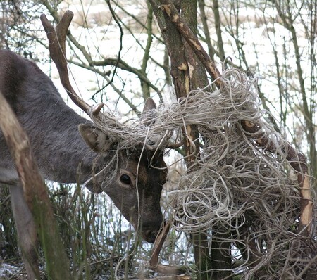 Paroží měl daněk zamotané do smotku bílého lýkového provazu, který držel na kmenu trnek uprostřed křoví. Zvíře se snažilo vyprostit, ale nemělo šanci