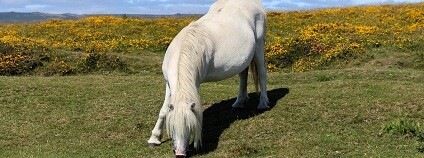 foto: nickyhardinguk pixabay.com