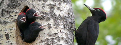 foto: Datli černí / Alastair Rae / Flickr.com