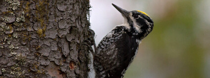 Foto: Marek Drha / NP Šumava