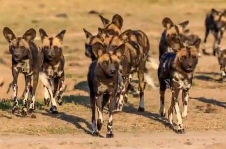 Šestnáct zvířat zahynulo kvůli bouři Ciara v zoologické zahradě nedaleko Birminghamu. Daňky a paovce však nezabily větrem vyvrácené stromy, ale psi hyenovití, kteří se přes poškozené oplocení dostali do jejich výběhu. / Ilustrační foto