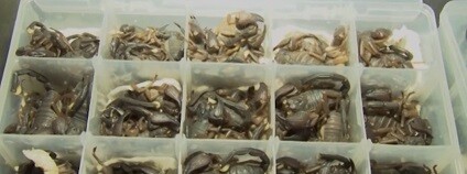 foto:  AFP News Agency / youtube.com