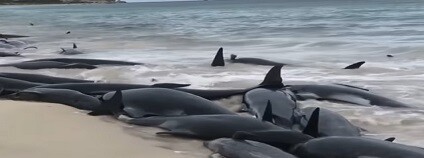 foto: Spirit of Gold Coast Whale Watching / ABC News / Youtube.com