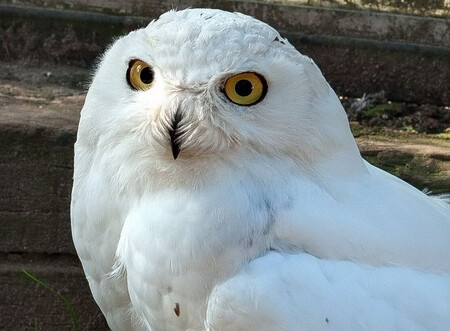 Nejhůře vedra snášejí zvířata pocházející z oblastí za polárním kruhem. Problémy jsou třeba se sovicí sněžní, která normálně nechce ani pít, vláhu bere z masa a podobně.