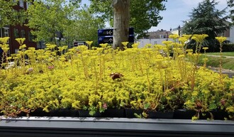 Zeleň v holandském Utrechtu.