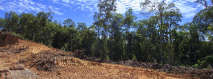 Odlesnění Foto: Rich Carey Shutterstock