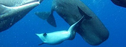 Foto: Alexander D. M. Wilson / Aquatic Mammals