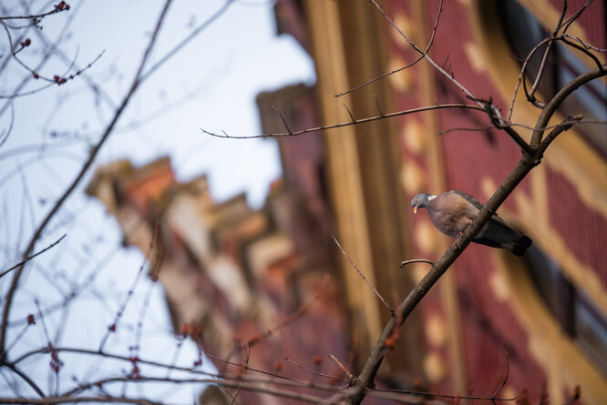 Kácení javoru bylo pozastaveno i proto, že na něm měl hnízdit holub. Hnízdo se ale ukázalo být prázdné, holub hnízdí jinde.