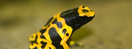 Pralesnička harlekýn Foto: Matt Flickr