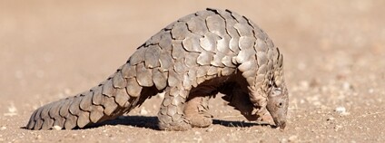 Luskoun Foto: Depositphotos