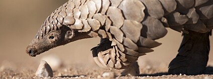 Luskoun bělobřichý Foto: Depositphotos