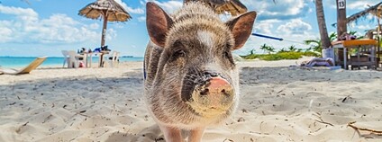 Mladé divoké prase na pláži Foto: Depositphotos