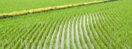 Rýžové pole Foto: Depositphotos