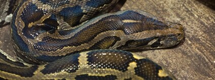 Krajta tmavá Foto: Depositphotos